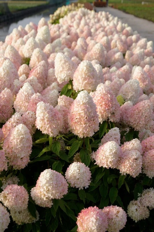 🌸Гортензия метельчатая «Magical Sweet Summer» (Меджикл Свит Саммер)

Куст плотный, высотой 120-150 