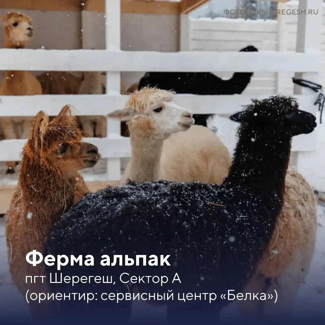 ❤️ Рассказываем, где познакомиться с очаровательными пушистиками во время поездки в Шер...