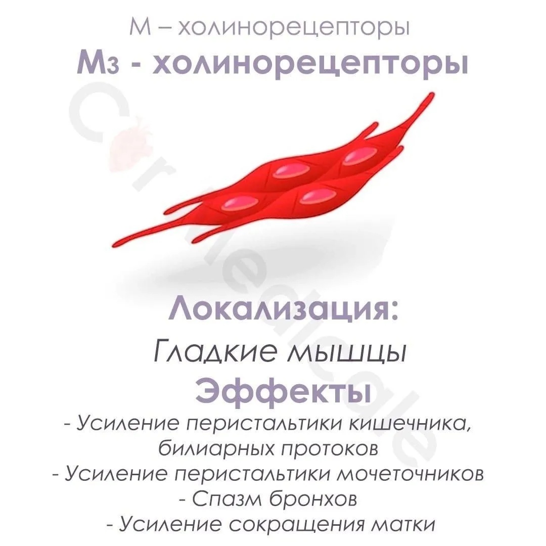 Холинорецепторы