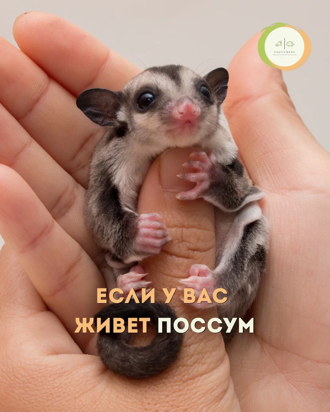 Сахарный поссум — это невероятно милый ☺️, но крайне экзотический и требовательный питомец. 

Чтобы 