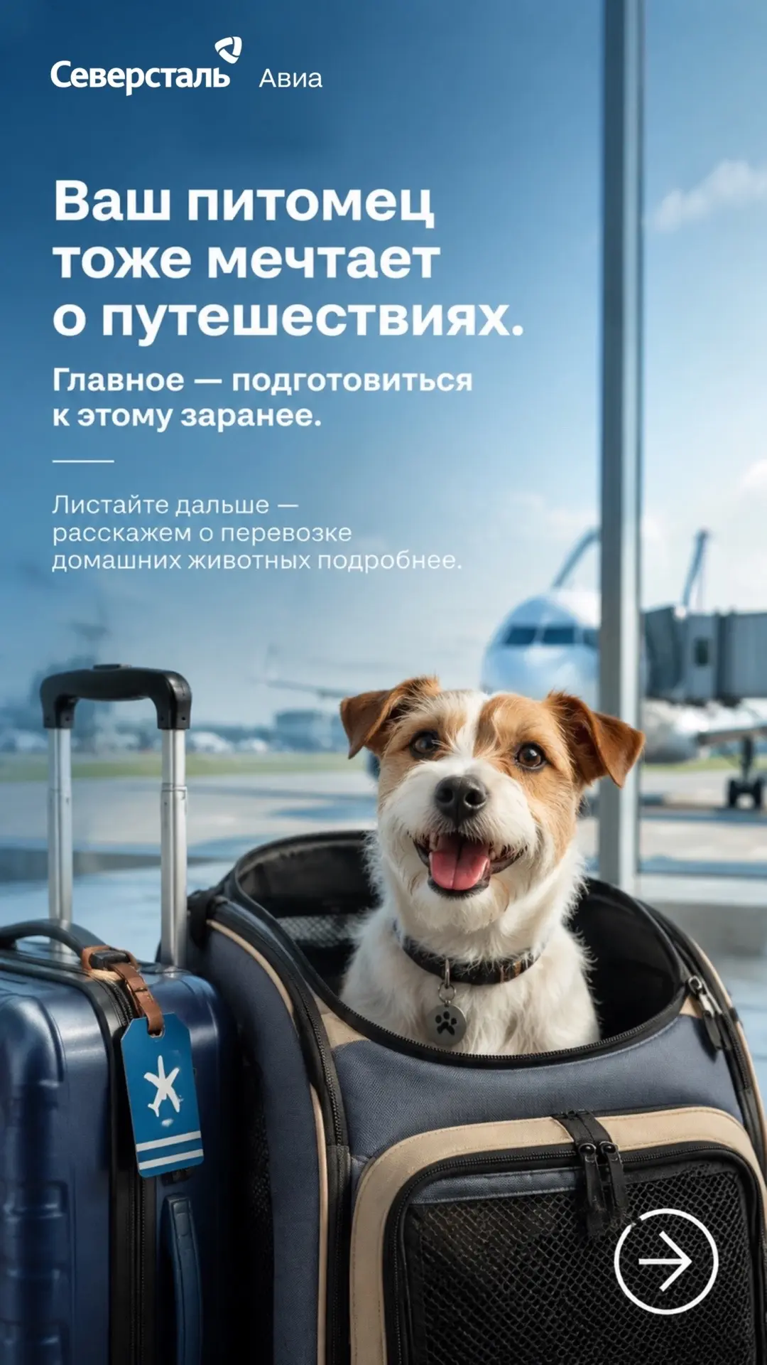 https://severstal-avia.ru/informacziya/pravila-perevozki/domashnie-zhivotnye/