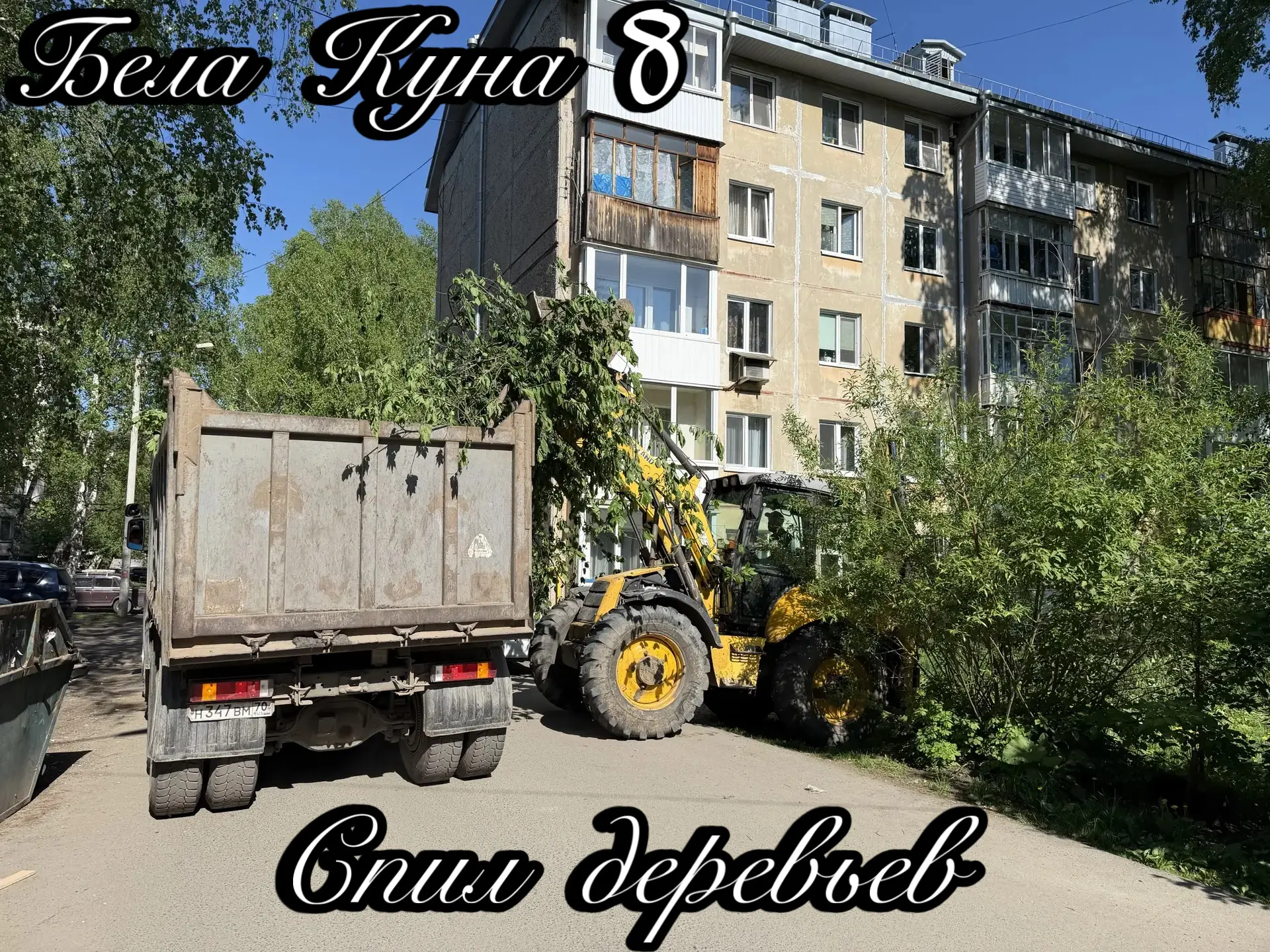 🌿 Проведены работы по спилу деревьев.
