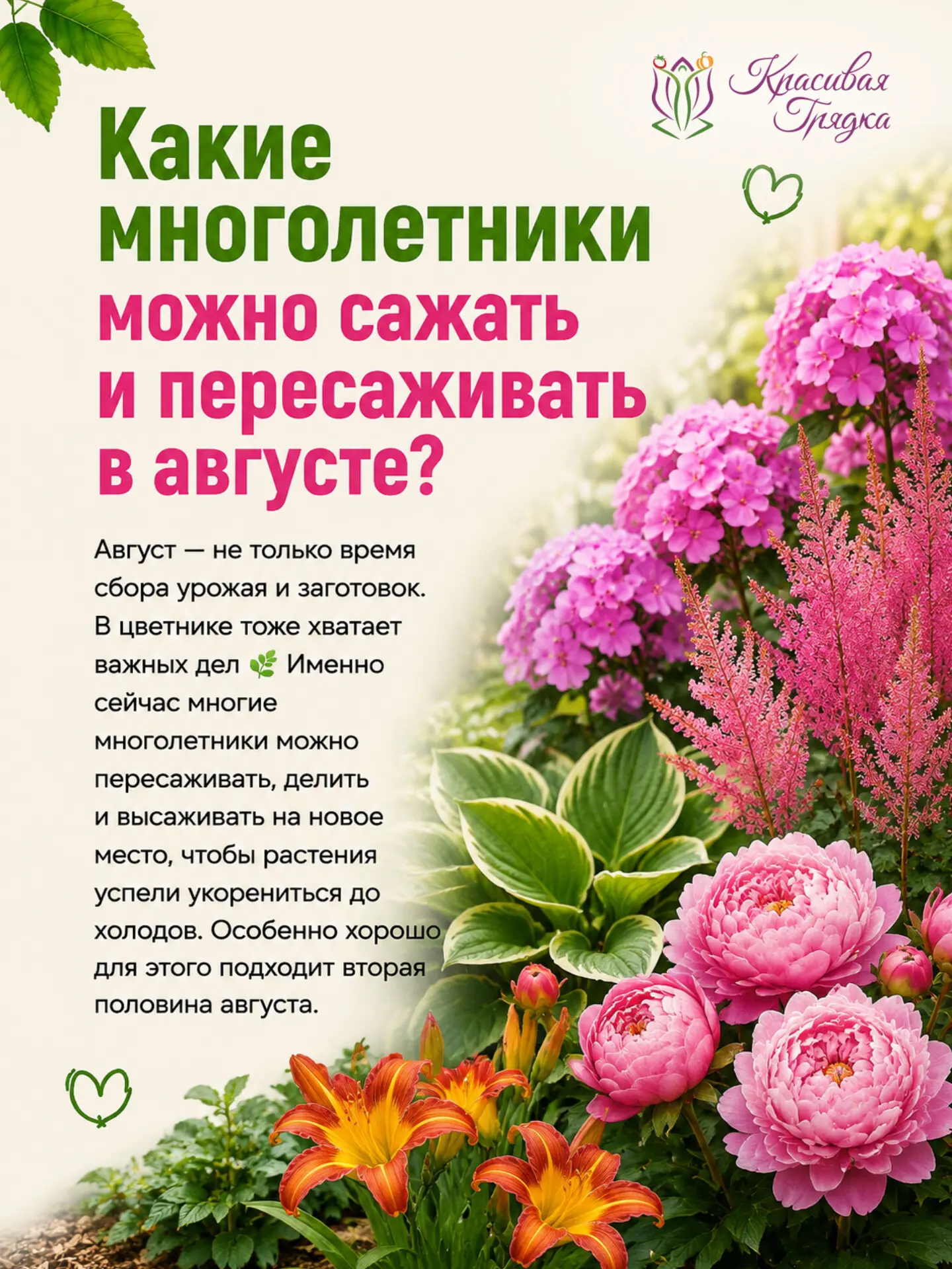 Какие многолетники можно сажать и пересаживать в августе?
