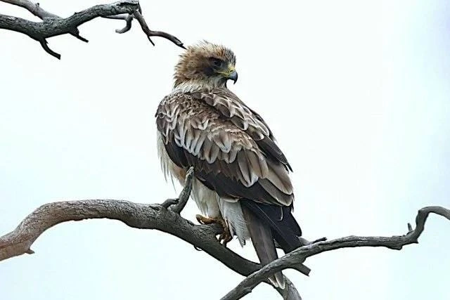 Брасовский р-н Орлы карлики🦅