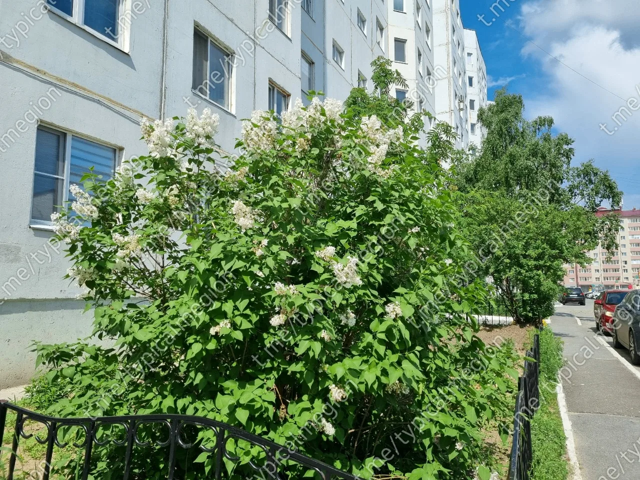 Белая сирень