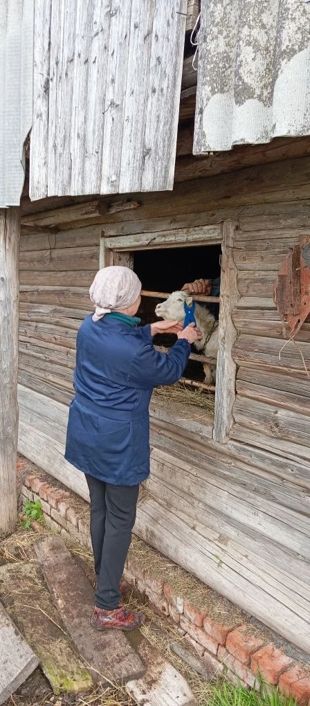 💉Специалисты ГБУ Республики Марий Эл "Мари-Турекская рай СББЖ" провели отбор проб кров...