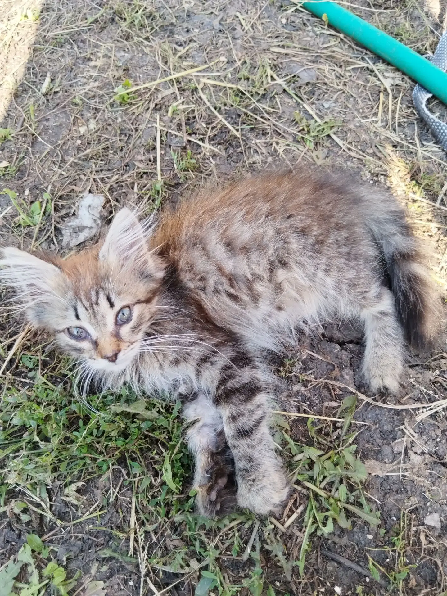 Отдам котика в добрые руки ,от кошки мышеловки  89198536099