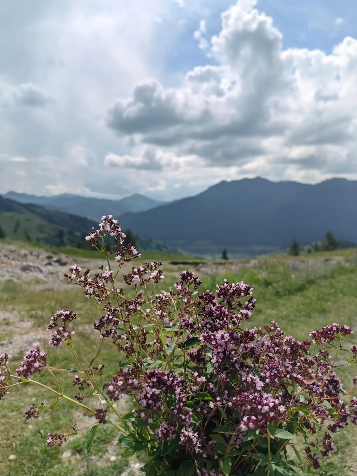 Свободные даты в июле🌿