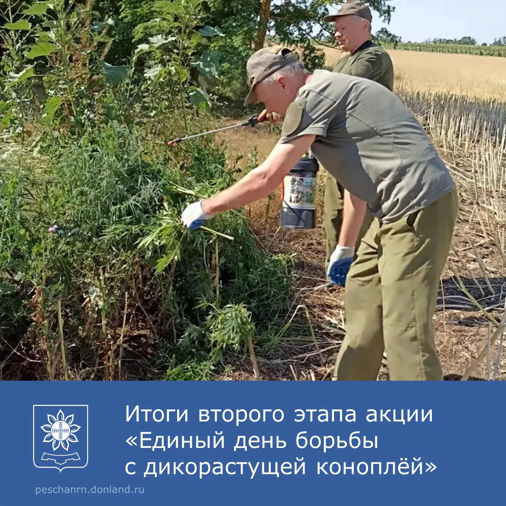 🚫 В Песчанокопском районе продолжается борьба с дикорастущей коноплёй.