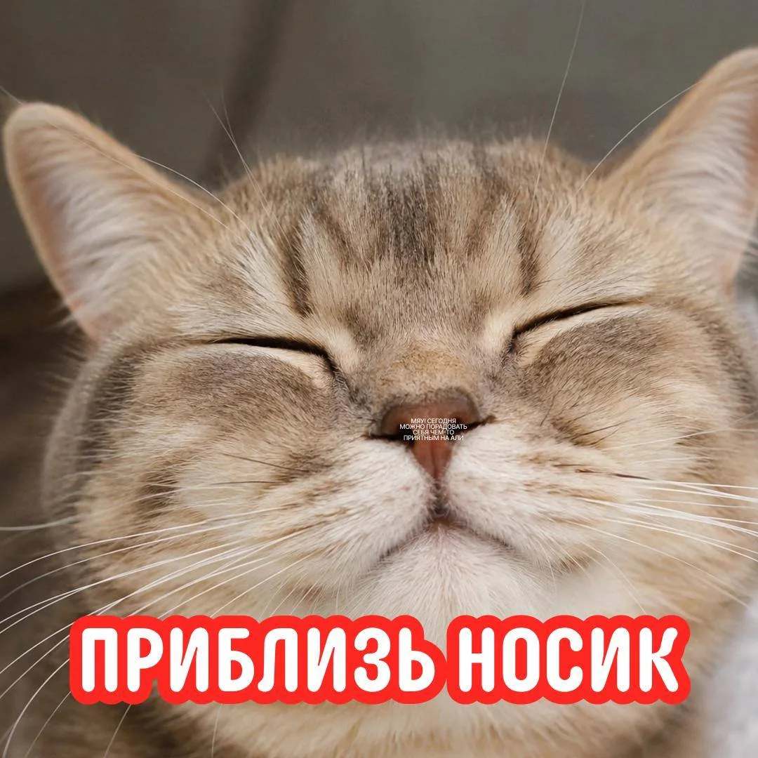 Котики плохого не посоветуют 🙂 

Поэтому вот подборка приятных находок — выбирайте, что понравится 