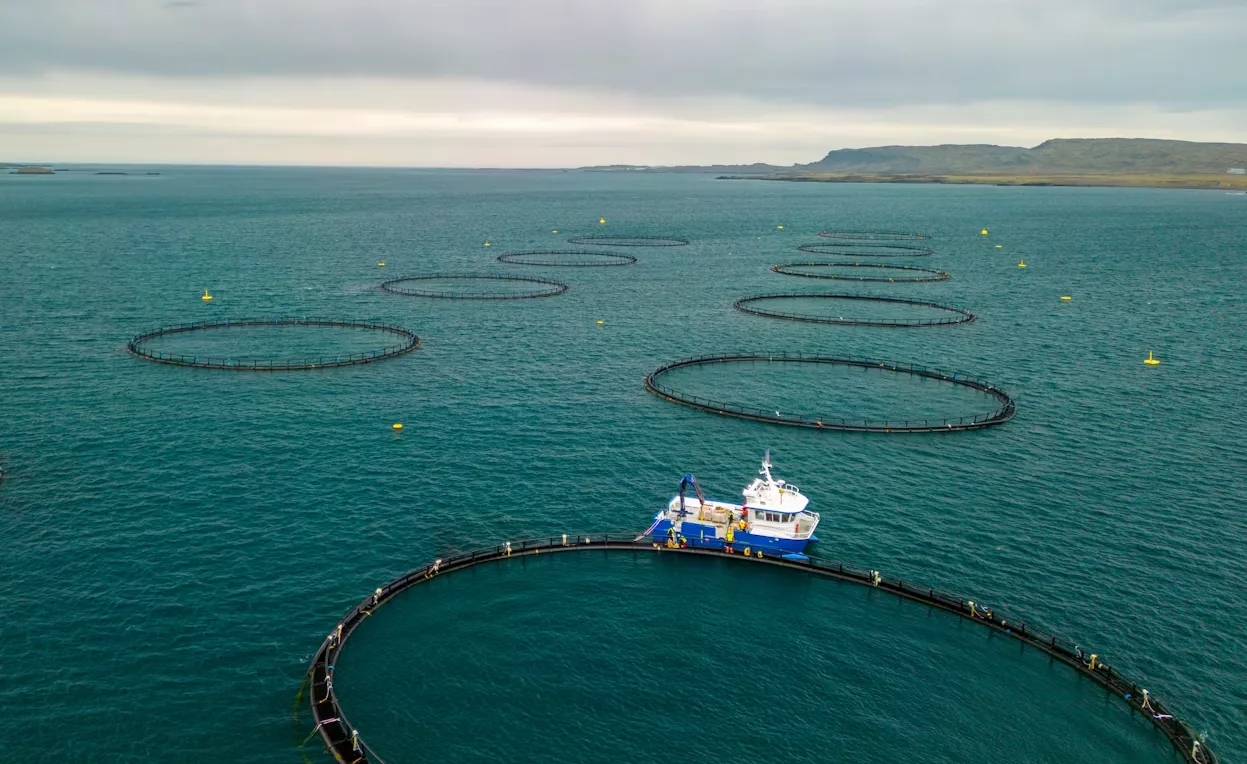 🐟 Факт дня: сегодня больше половины рыбы в мире выращивают на специальных фермах.