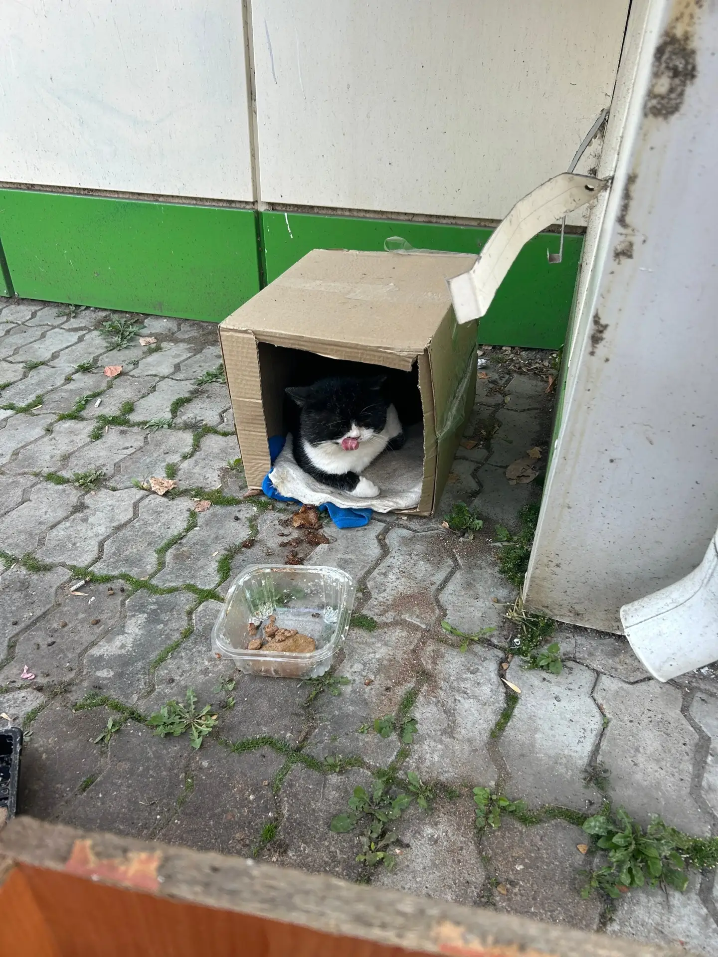 Бедный старый кот живот в районе гостиница Ашкпдар,возможно кто то захочет приютить🙏ск...