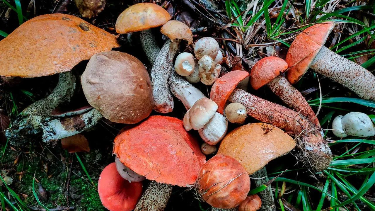 🍄‍🟫 Самыми грибными местами в Московском регионе стали Серпухов, Чехов и Дмитровский округ, — эксп