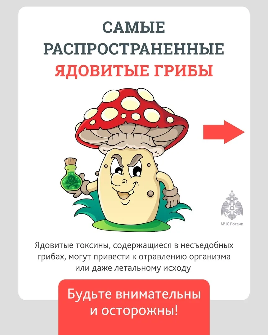 👆Не все грибы одинаково полезны