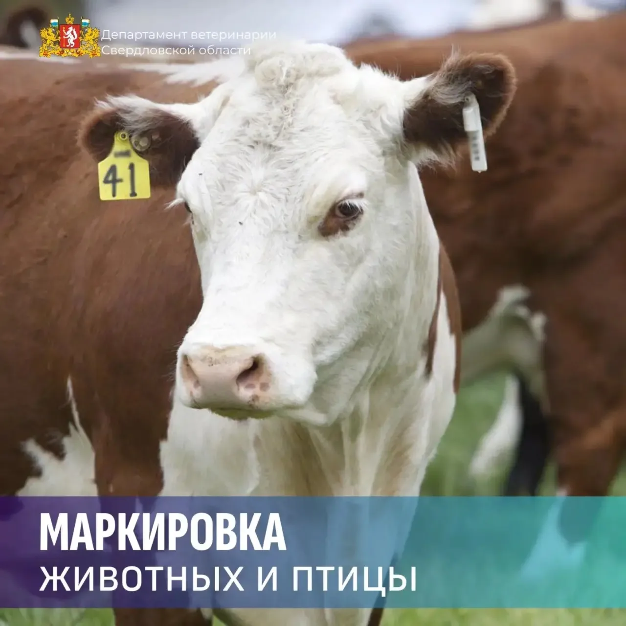 🐄  Маркировка животных и птицы в ЛПХ: коротко и по делу 

Держите в личном подсобном хозяйстве коро