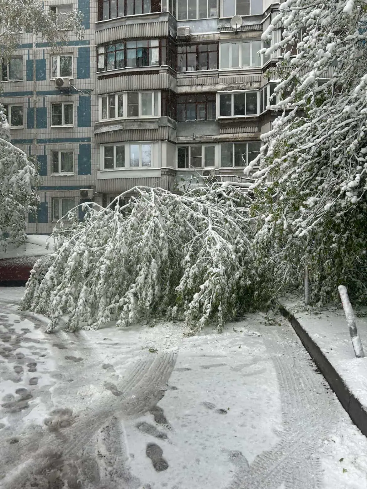Деревья массово падают на автомобили в Крылатском и Кунцево из-за шквального ветра и снега, сообщают