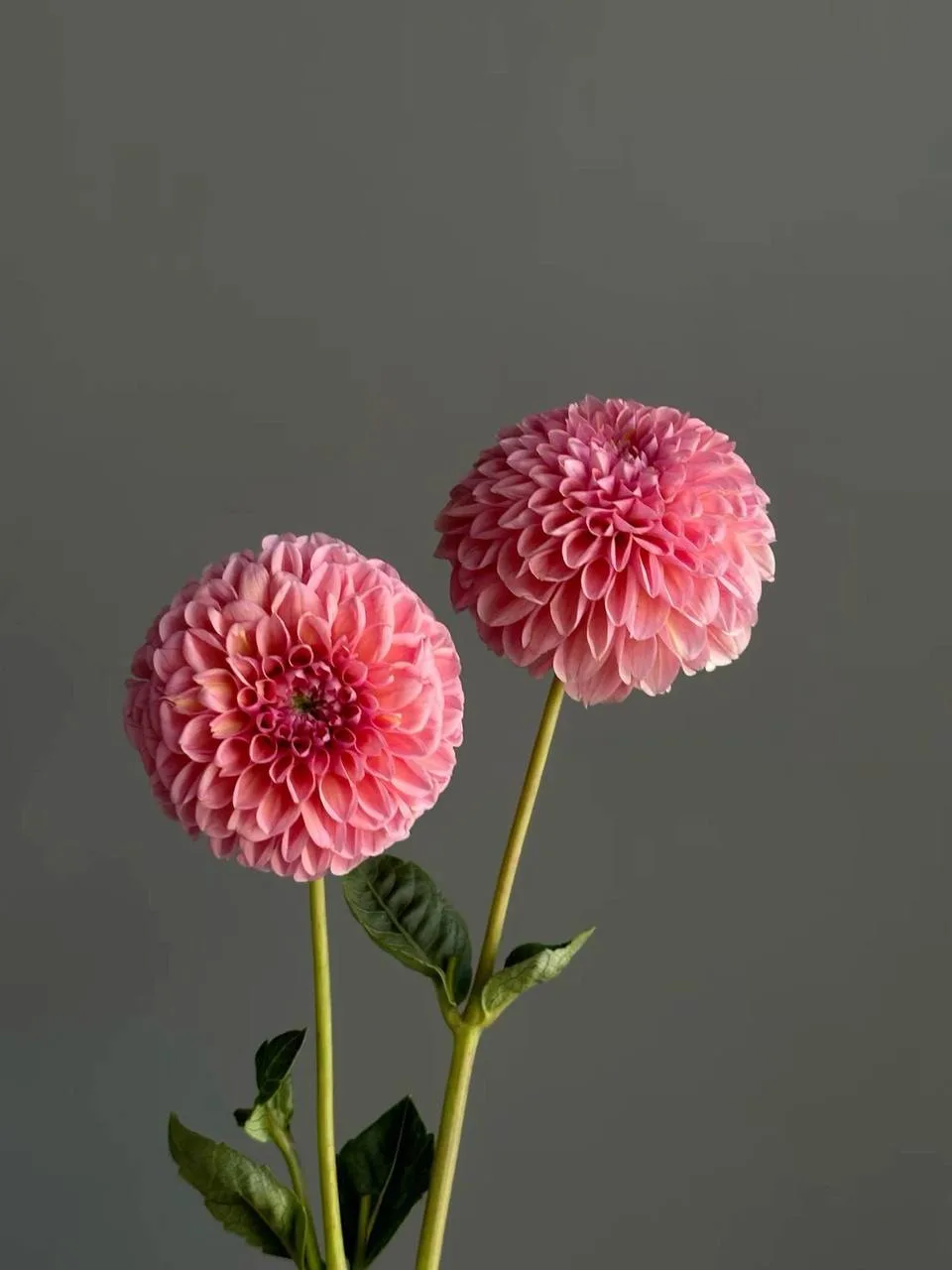 Георгины: выращивание и уход 🌸