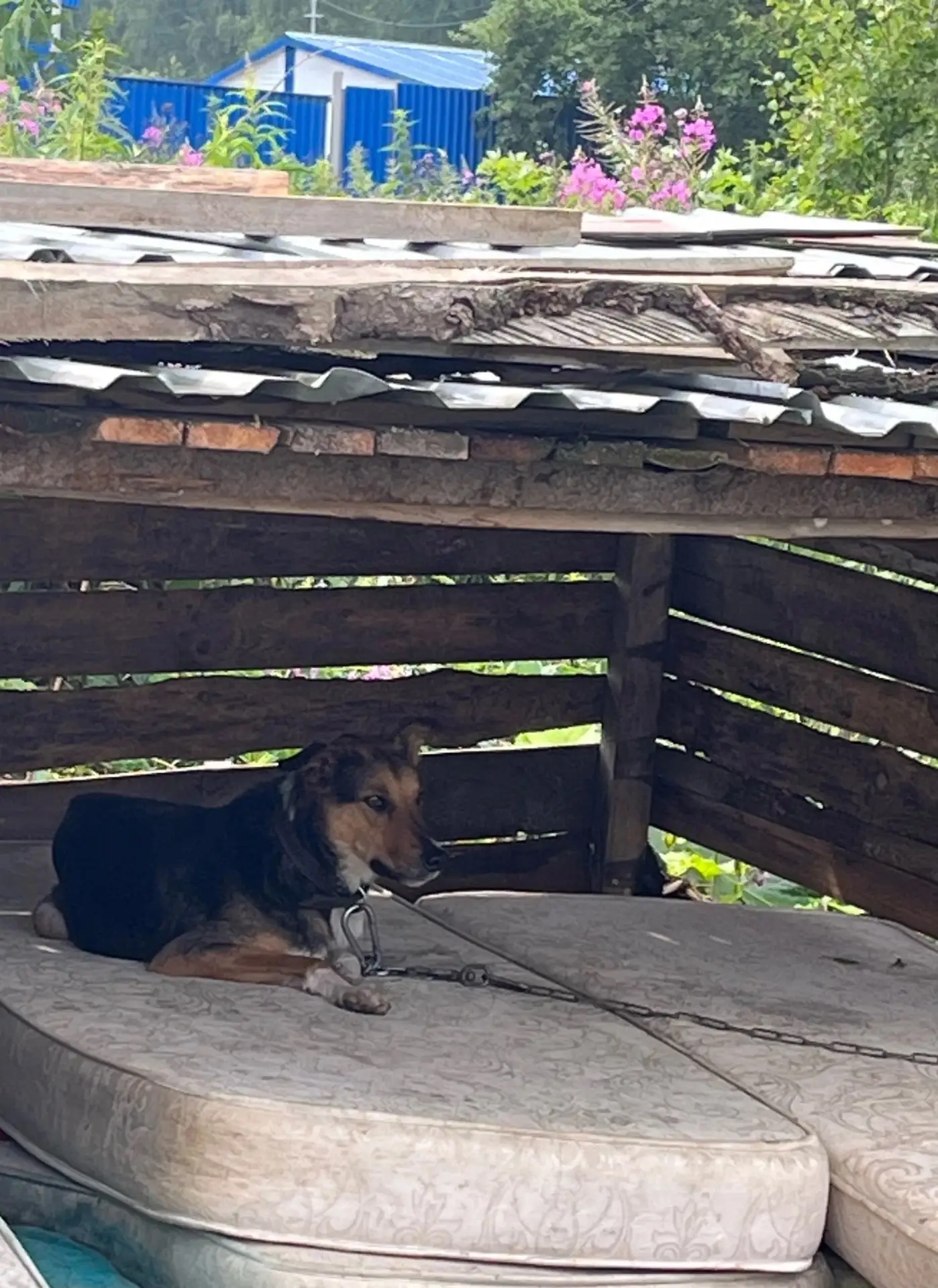 ⭐ Помогаем с пристроем 🐶

✅ Кличка: Джимми
✅ Возраст: 3 года
✅ Пол: кобель
✅ Окрас: классический сч