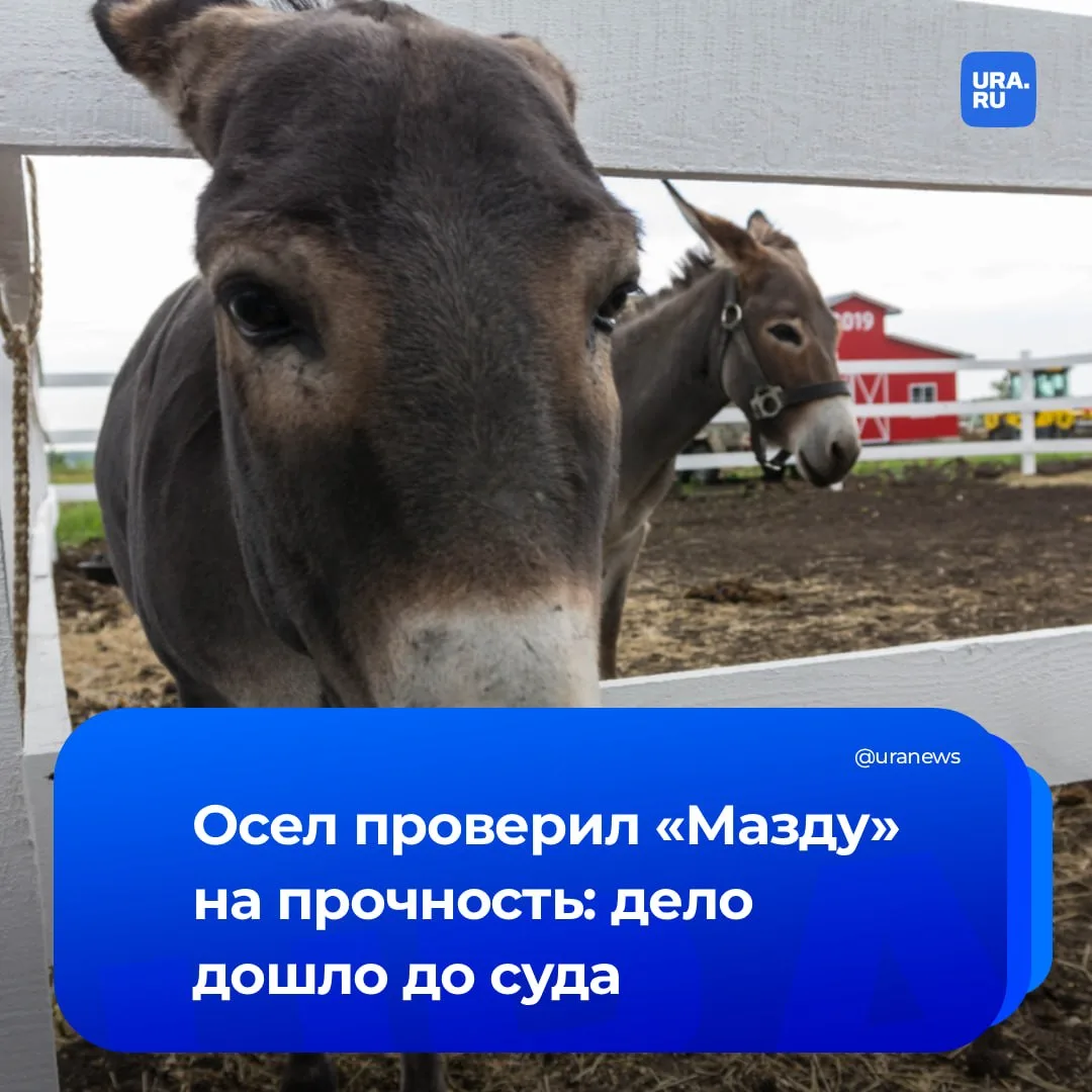 Осел устроил краш-тест для «Мазды»  На трассе «Лесозавод – Ивдель» в Свердловской области произошла,
