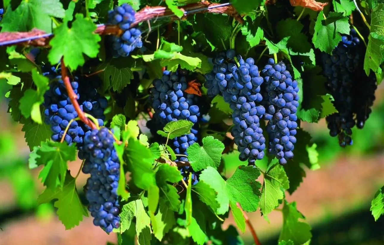 ВИНОГРАД ПРОДАЖА🍇🍷