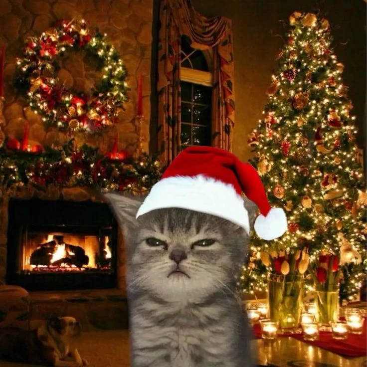 Аватарки — новогодние коты 😺