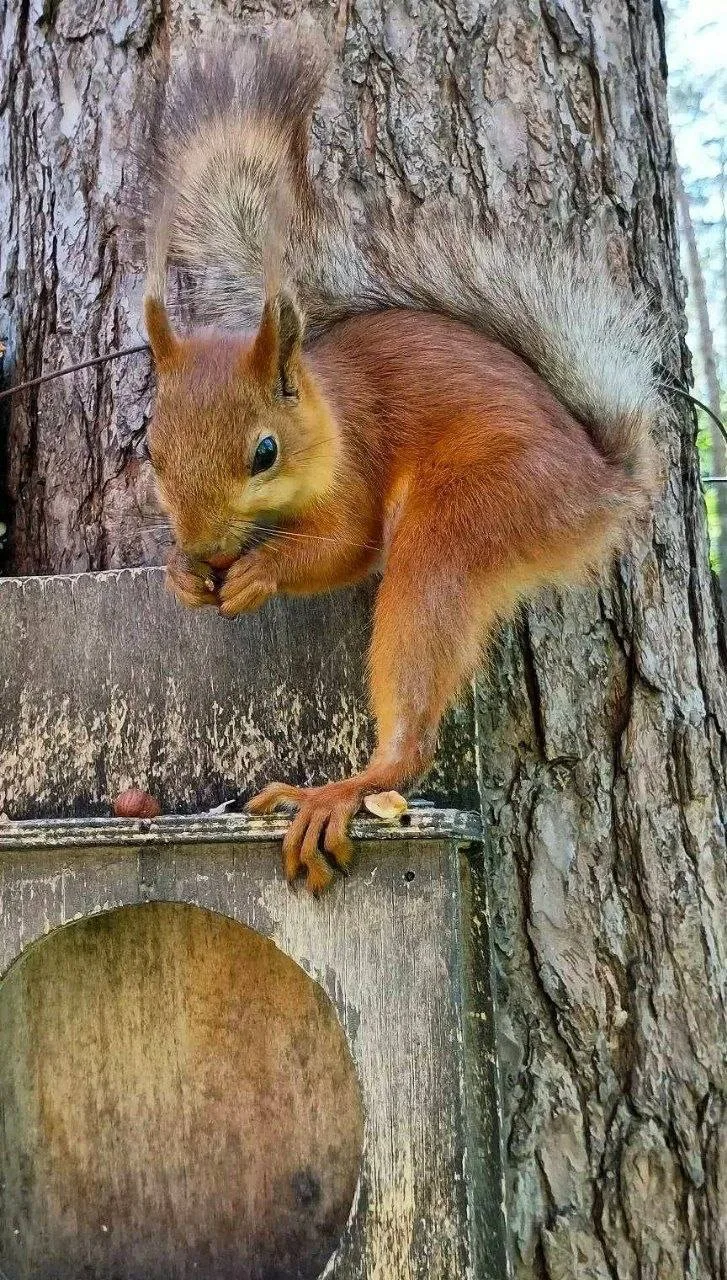 Наши пушистые соседи 🐿

🏙 Подписывайся на М125 | Щербинка М125 в МАХ

Читай главный канал о Москве