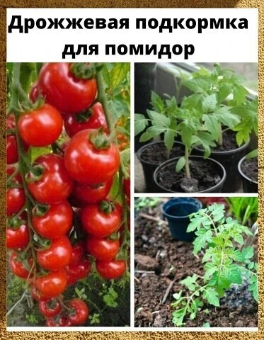 Дрожжевая подкормка для помидор 
 
Любая подкормка для растений помогает улучшить состав грунта, пов