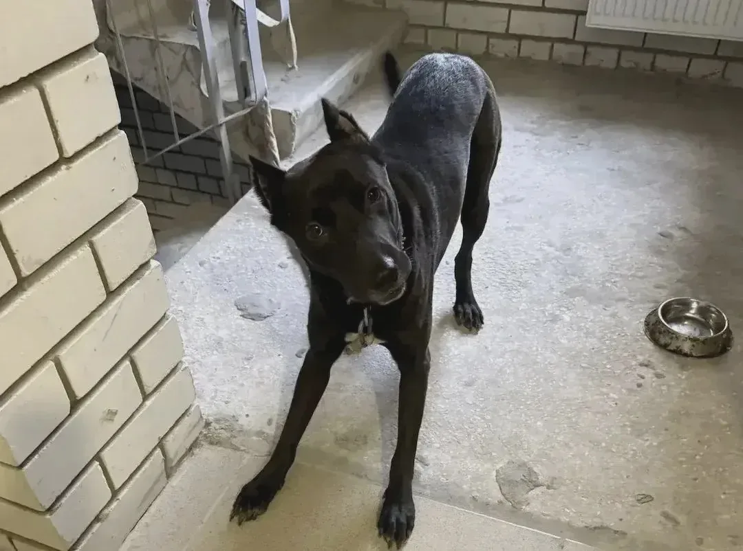 🐶 Пёс Джек из Саратова обрёл новую семью