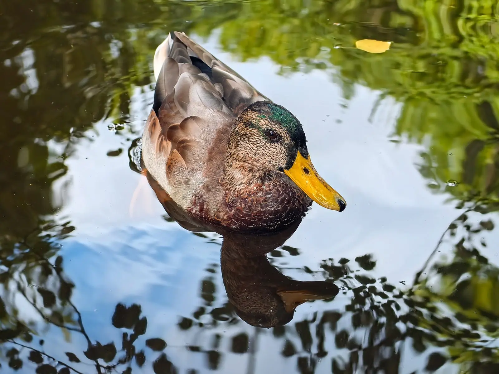 Осенние утки 🍁🦆