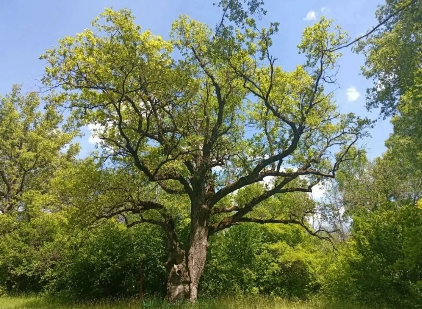 🌳 Дуб из Новооскольского округа представит Белгородскую область на конкурсе «Российско...