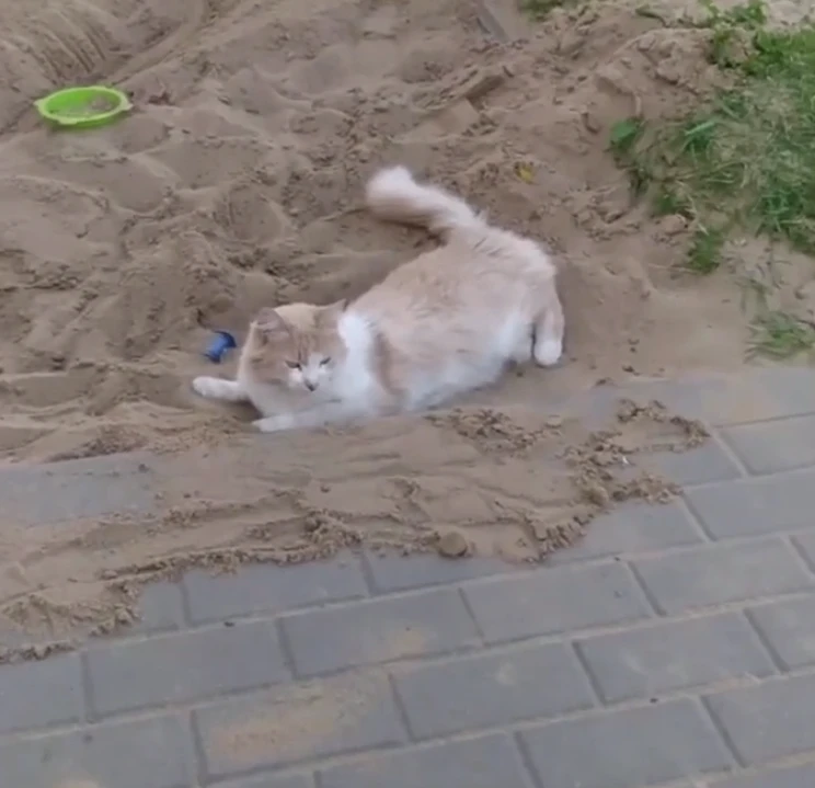 🤬В Рождественском некий, так сказать, «человек» убил кота, который был любимцем всего ЖК.