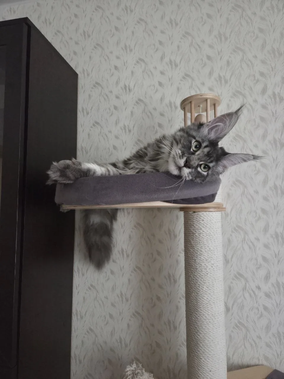 Приветы от Оливки🥰