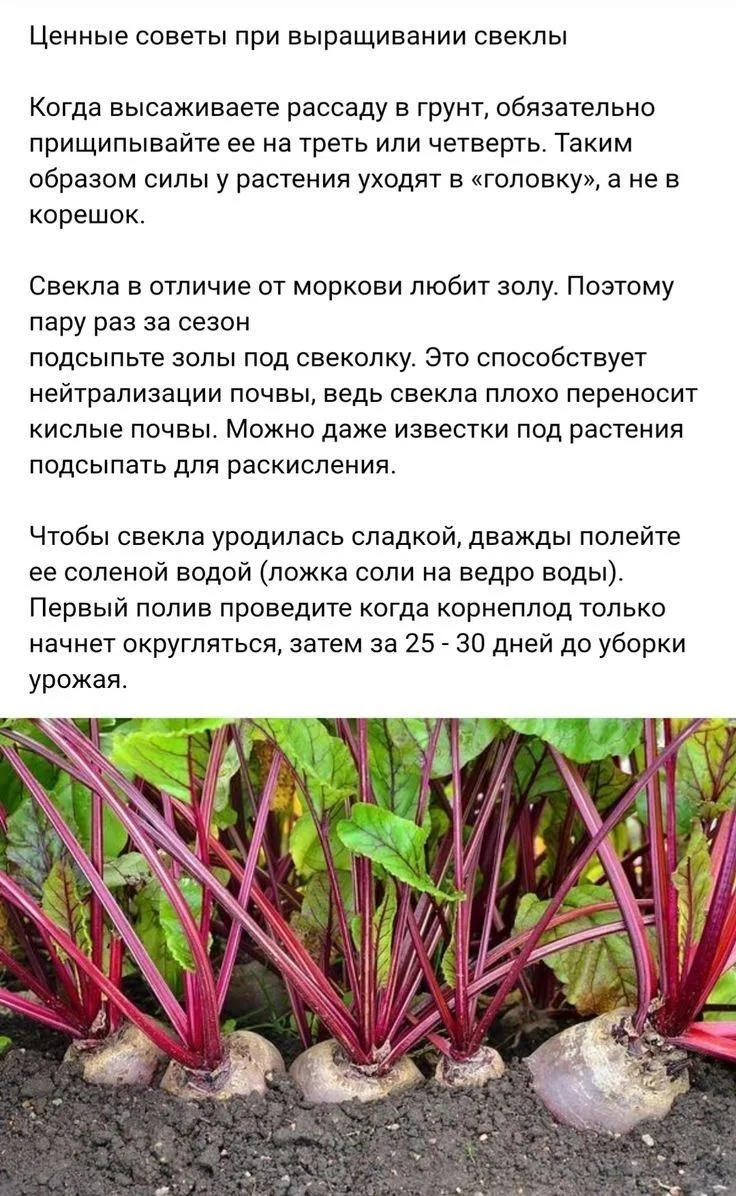 🔴 Секреты выращивания крупной и сладкой свеклы