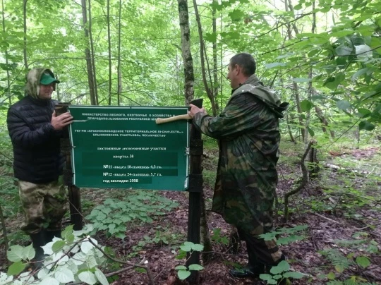 Сотрудники Ельниковского участкового лесничества проводят обследование постоянных лесосеменных участ