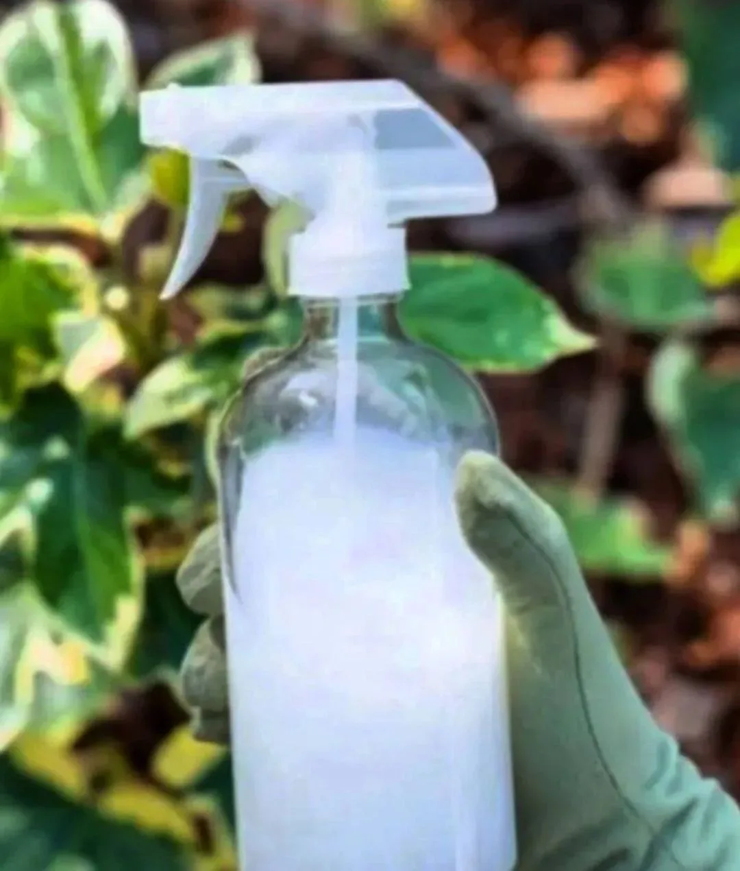 А вы пробовали поливать растения молоком? 🥛