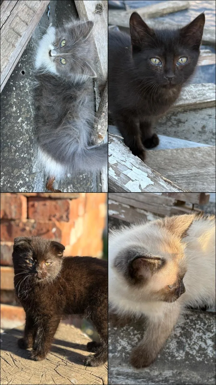 Кошечки ищут новых хозяев