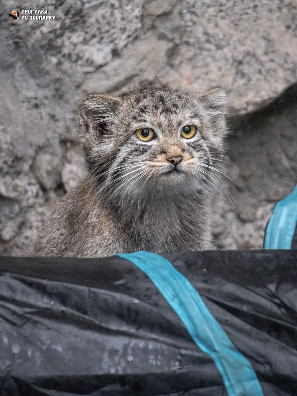Котята хорошо отработали навыки охоты на игровом тоннеле🐾✅