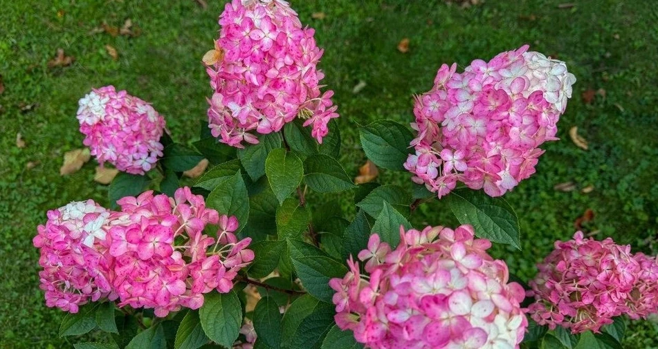 🌿 Карликовые гортензии у дорожки: цветут до самых морозов