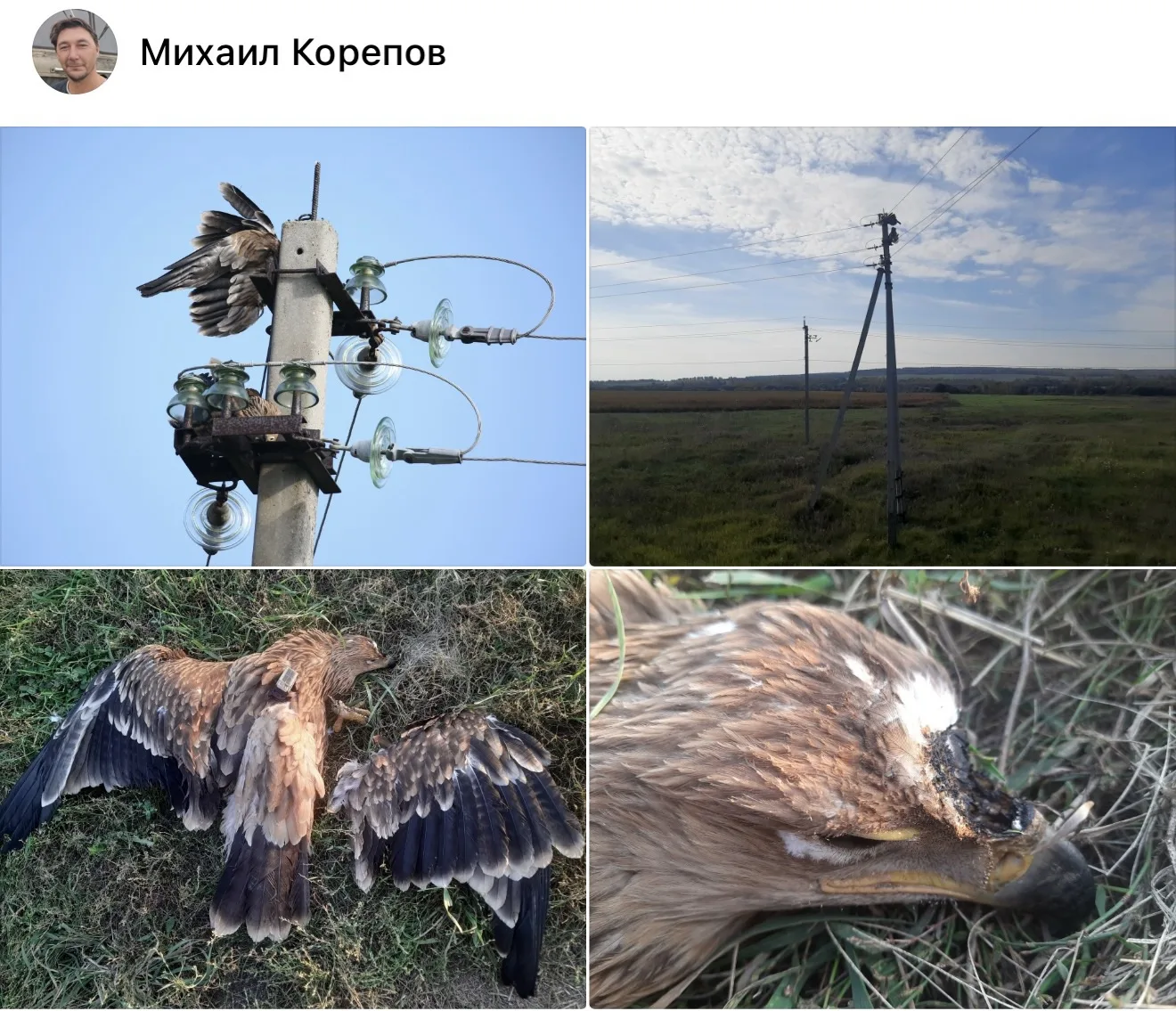 Краснокнижного Росю убило током на ЛЭП в Сызрани
