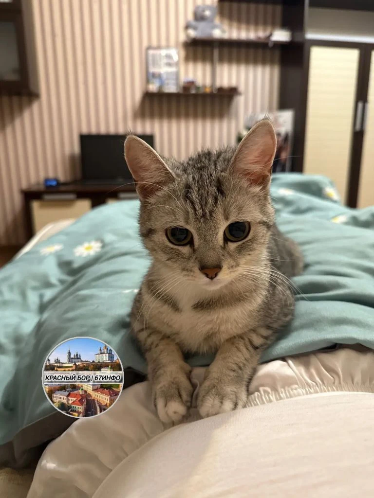 Пропала кошка