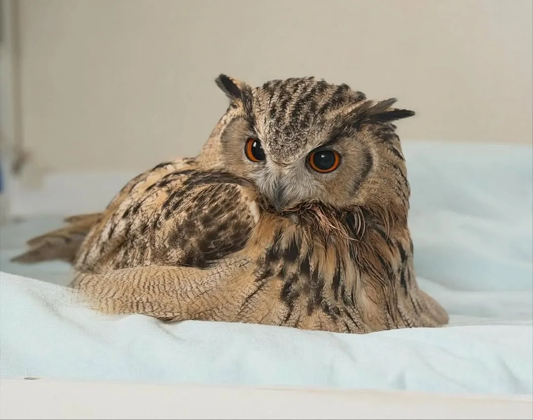 С совушек и их выражений "лица" можно стикеры делать))

Совушки🦉