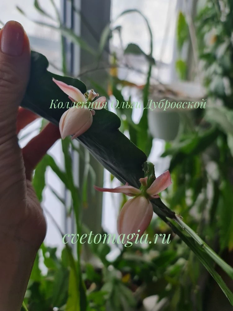 Совсем не вовремя, но что имеем. Epiphyllum Deutsche Kaiserin, название этого сорта мож...