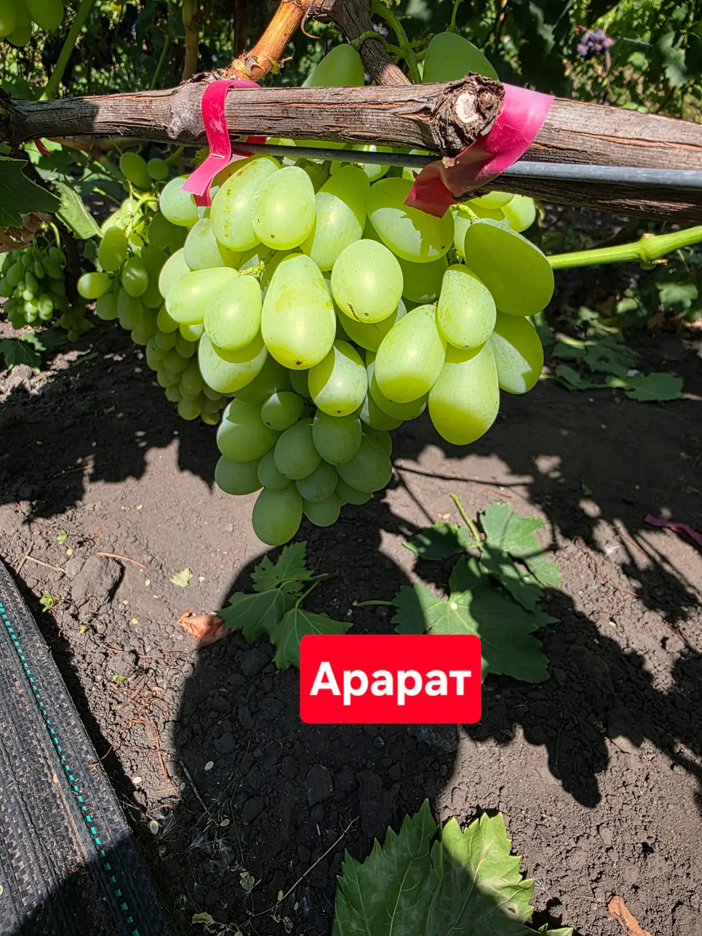 🍇Всё про виноград