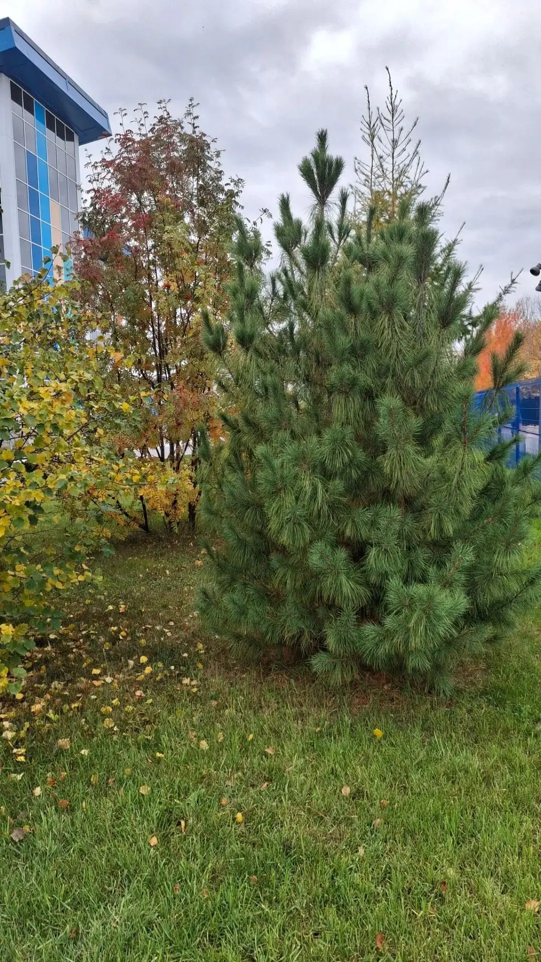 Последние дни сентября...но ещё столько зелени!!!!😍