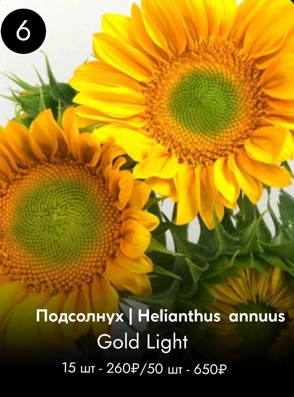 ПОДСОЛНУХ
О/ от 80 см

цена указана без учета скидки 20%

ЗАКАЗАТЬ