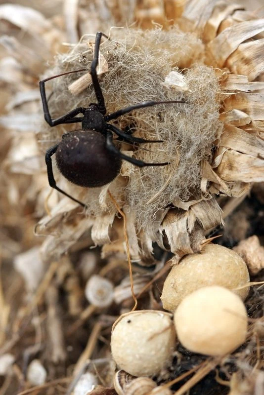 Каракурт (черная вдова) 🕷