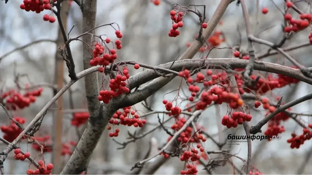 🧊 В Башкирии ожидается гололед и чрезвычайная пожароопасность