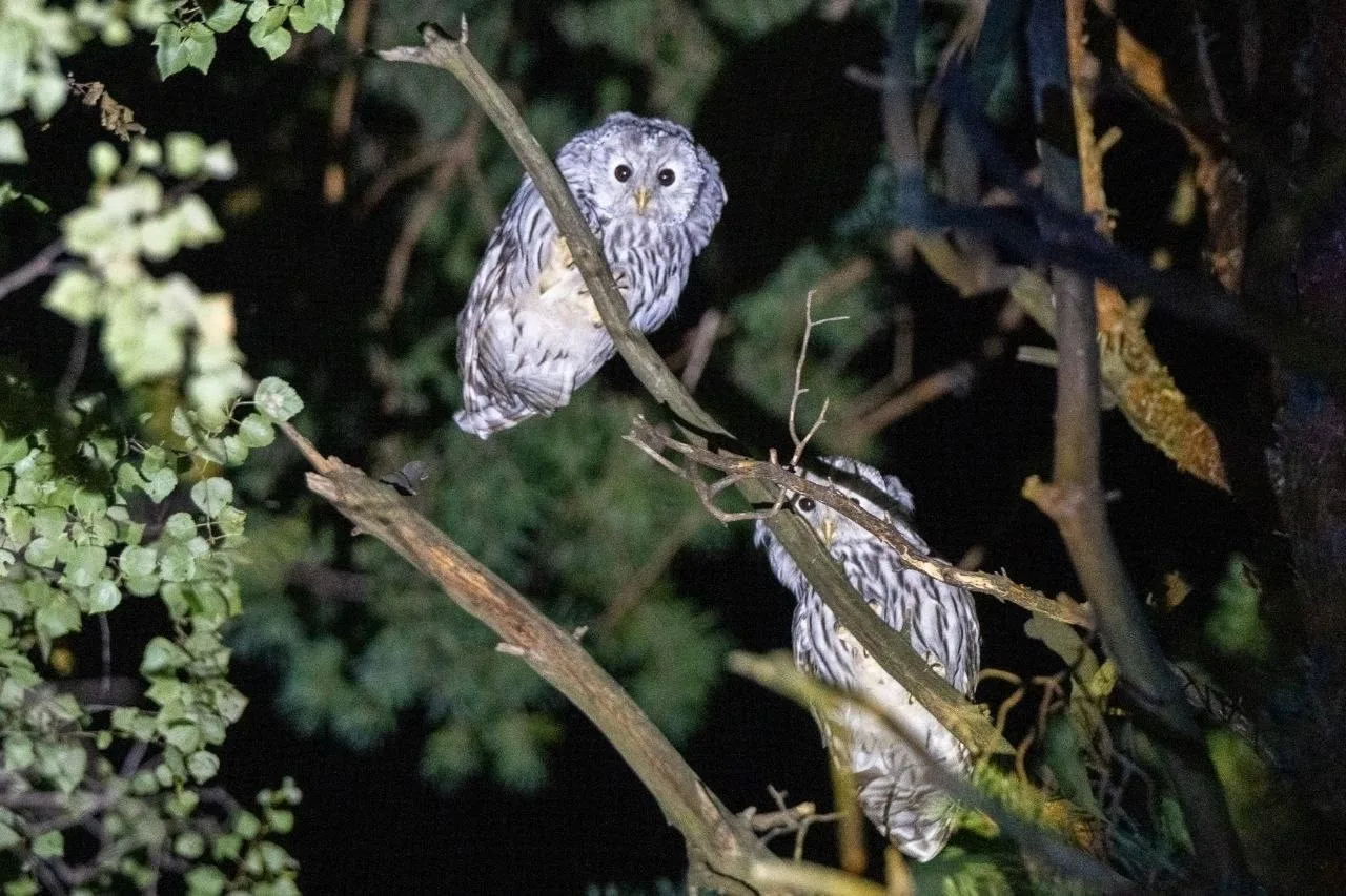 🦉 Очаровательных сов заметили ночью в Мещере