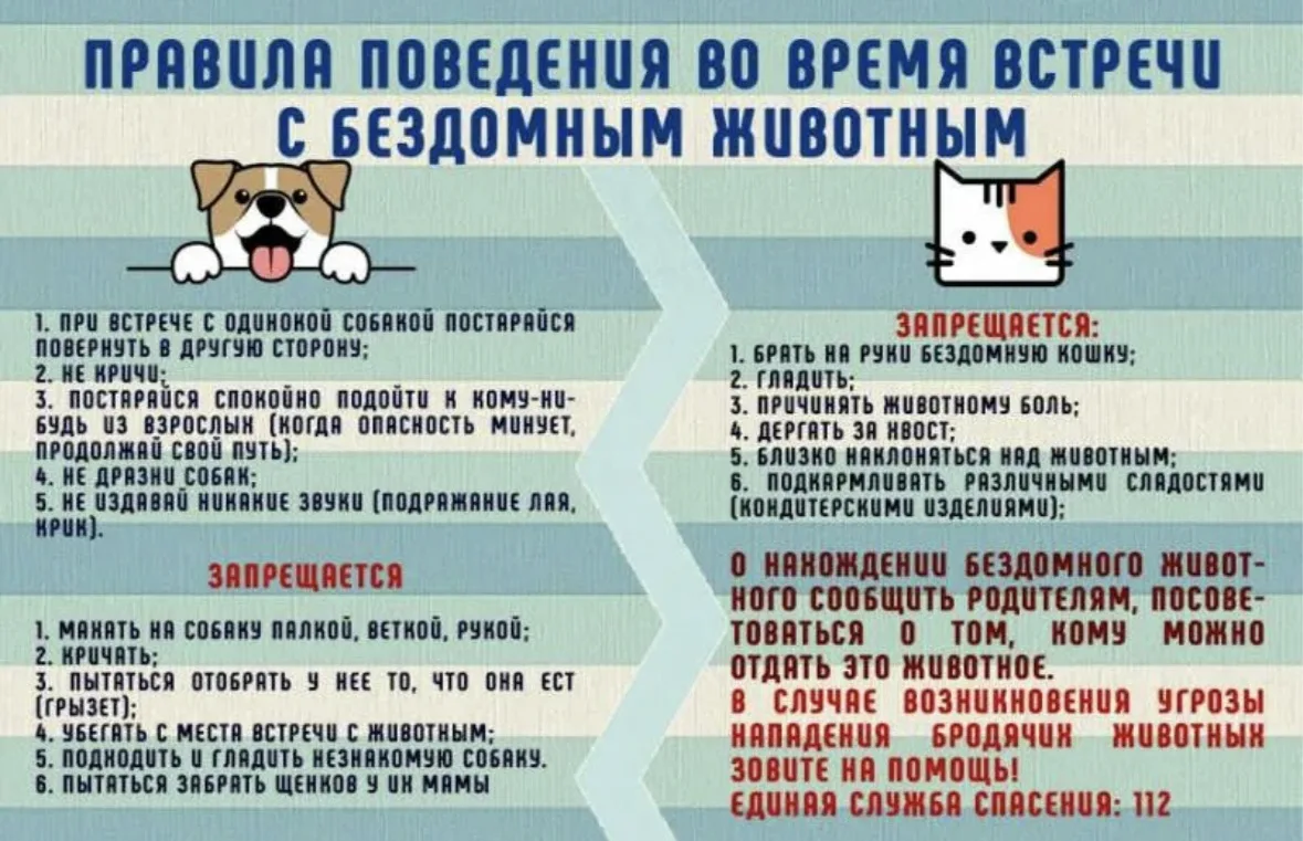 🐾 Памятка: безопасность при общении с животными

Чтобы прогулка или встреча с питомцем друзей не об