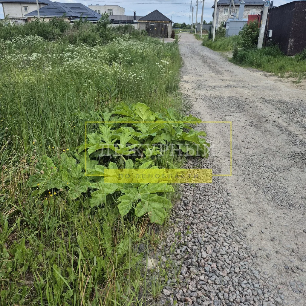 В микрорайоне Степановка , гп Красный Бор, Тосненский район прям на центральной дороге растёт БОРЩЕВ